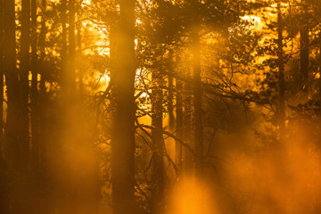 Fototapeta na wymiar Sunbeams shining through the mist