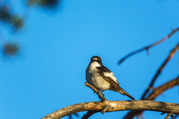Pied Flycatcher