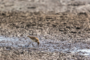Wood Sandpiper