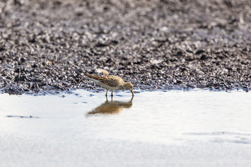 Curlew Sandpiper