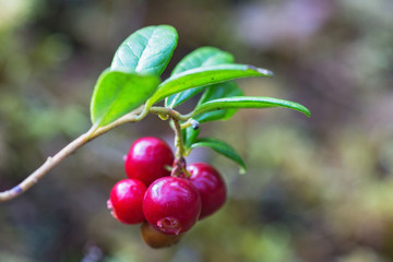 Red ripe lingonberries