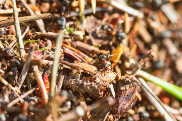 Working Ants