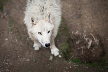 Arctic Wolf (Canis lupus arctos) aka Polar Wolf or White Wolf -