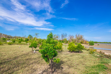 Fototapeta na wymiar Mangrove forest tropical rainforest blue sky