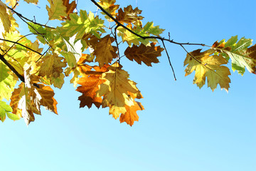 Feuilles de chêne couleurs automne sur ciel bleu