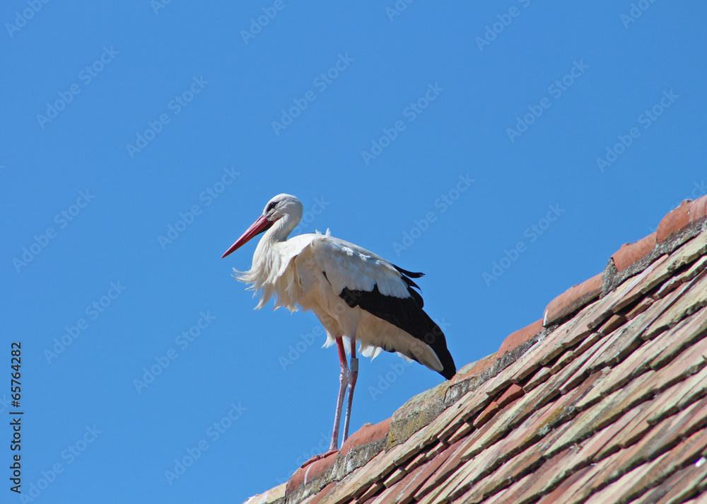 1000_F_65764282_adICBIk1aEhkxsUK0X22kJRfYIVCsFzI.jpg