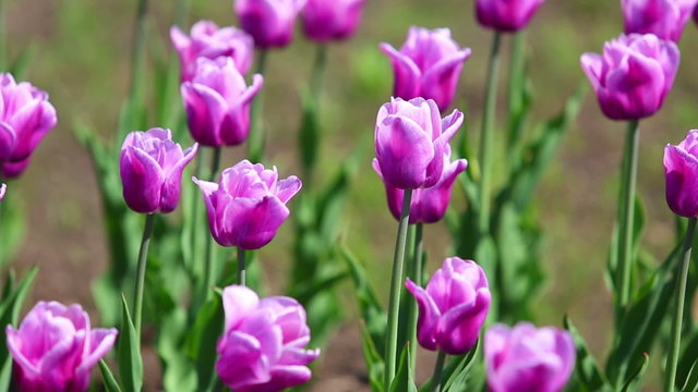purple with white border tulips blooming varieties of Arabian My