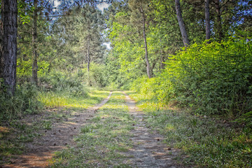 Walking road in  the pinewood forest near Marina Romea