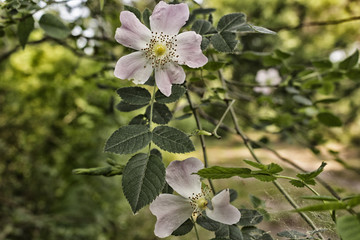Rosa Canina in pinewood forest near Marina Romea