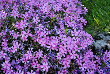 Fototapeta premium flammenblumen phlox douglasii