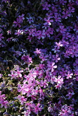 Naklejka premium flammenblumen phlox douglasii