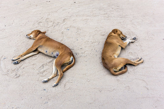 two dogs, male and female, sleeping at the sand