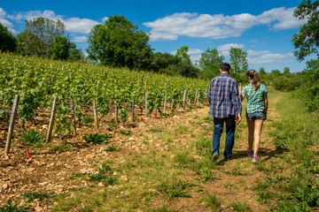 promenade dans les vignes