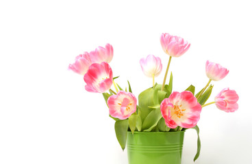Tulpen auf dem weißem Hintergrund