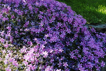 phlox  douglasii