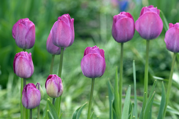 Tulpenbluete