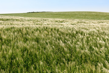 Field with young wheat on the cliffs of Cap Gris Nez, France