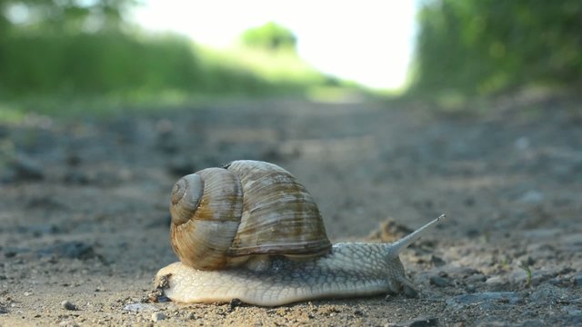 timelapse - snail crawls on the road (in nature)