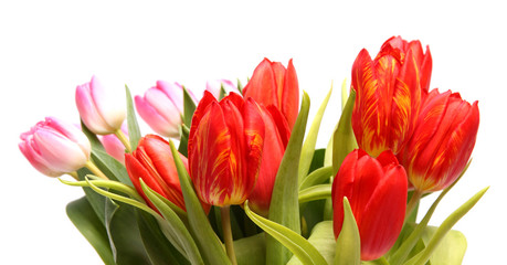 Rot Gelbe Tulpe