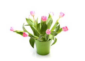 Rosa Tulpen im Blumentopf