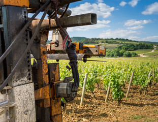 rognage des vignes