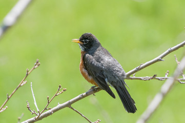 American robin