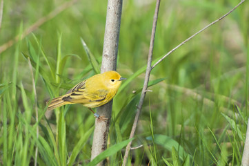 American gold finch