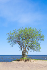 Fototapeta na wymiar blooming tree on the seashore