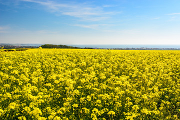 Fototapeta premium Rape seed field at Cap Gris Nez, France