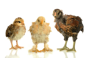 Chicks of Three Different Sizes