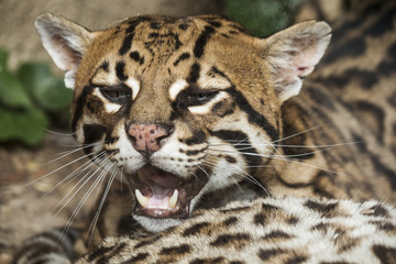 Ocelot portrait with opened mouth