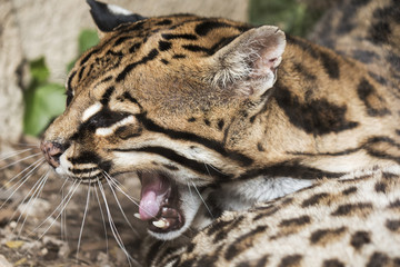 Obraz premium Ocelot portrait with opened mouth