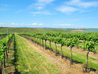 Fototapeta na wymiar Vineyard near Velke Bilovice in South Moravia, Czech republic.