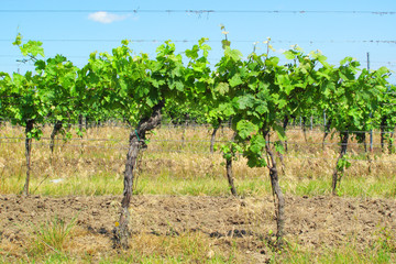 Fototapeta na wymiar Vitis vinifera trees on vineyard. South Moravia, Czech republic.