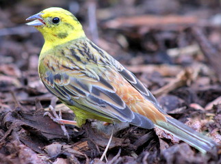 Heimische Vögel