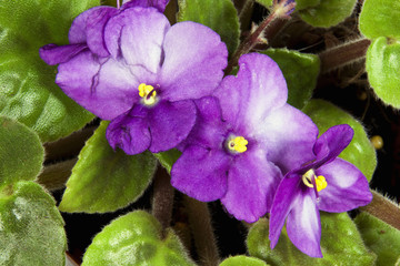Closeup of Mauve and White African Violet Flowers © lcswart