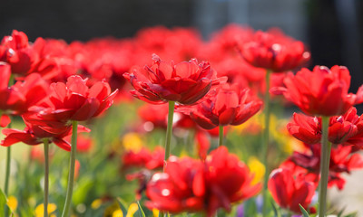 red tulip stems outdoor
