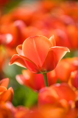 Fototapeta premium red tulip stems outdoor
