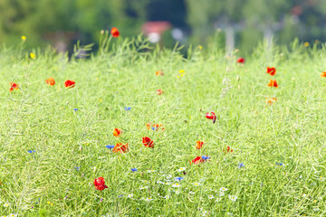 Wild Flowers on the Meadow