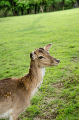 deer