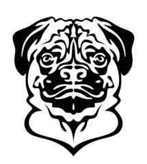 Pug dog