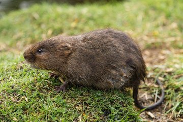 Juvenile Water Vole