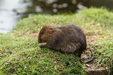 Juvenile Water Vole, Eating 