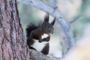 squirrel Sciurus vulgaris