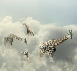Rolgordijnen Giraffes Paradise © vali_111