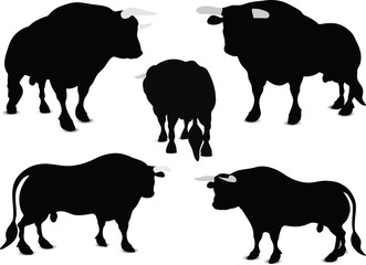 Bull Silhouette
