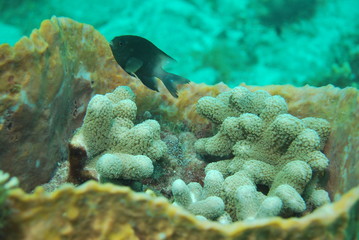 Poisson clown
