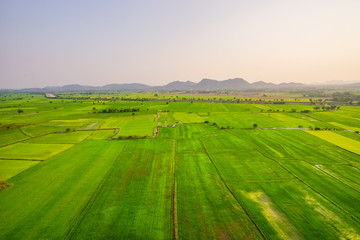Naklejka premium Verdant rice paddies