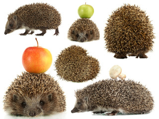 Collage of cute hedgehog isolated on white