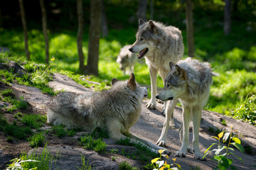 Wolf Pack of Three Wolves